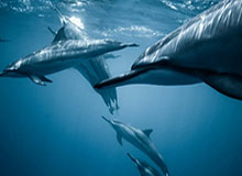 开云体育下载-LPL官方发布视频：在英雄联盟里，我们一般这么说~